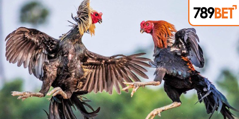 Cách cá cược đá gà Mỹ chi tiết cho tân thủ năm 2024