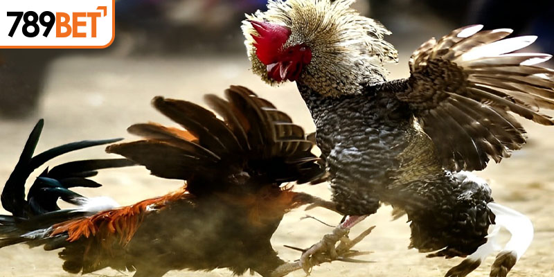 Kinh nghiệm chơi đá gà online tất thắng